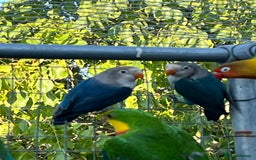 Lovebirds birds for sale: Fishers Lovebirds for sale - Image 4