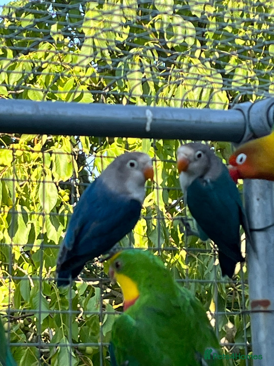Lovebirds birds for sale: Fishers Lovebirds for sale - Image 4