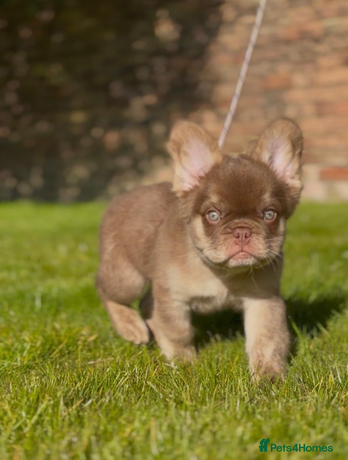 French Bulldog dogs LAST 2 BOYS READY CHUNKY FLUFFY FRENCHIES - Advert 2