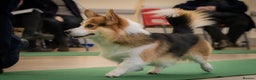 Welsh Corgi Pembroke dogs for sale: Kc reg Serbian lined female - Advert 8
