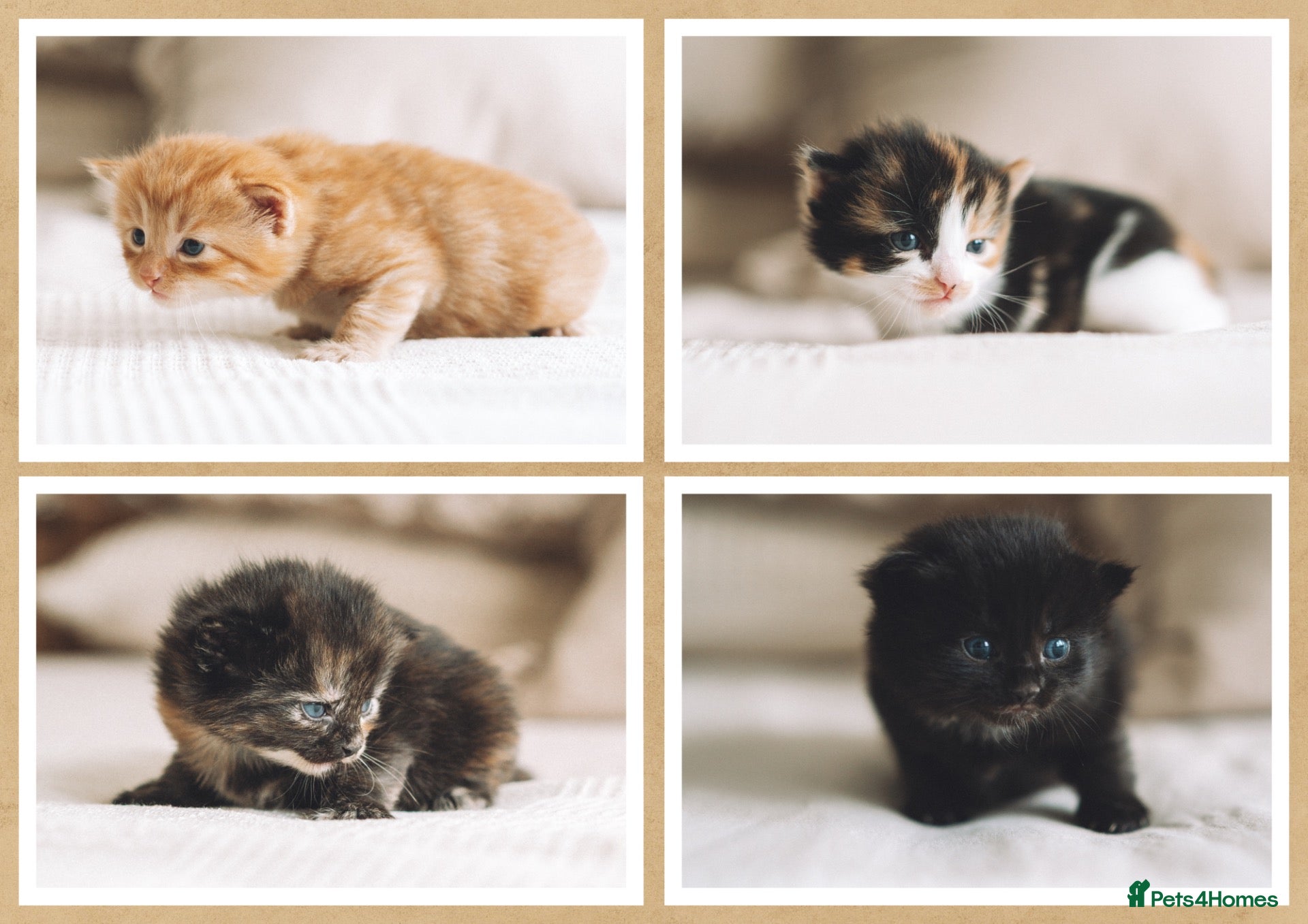 Mixed Breed cats Stunning kittens from a Maine Coon cross mum - Advert 1