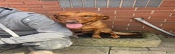 Labrador Retriever dogs for stud: Stunning Proven Fox Red Labrador For Stud in Stoke-on-Trent - Advert 5