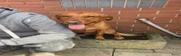 Labrador Retriever dogs for stud: Stunning Proven Fox Red Labrador For Stud in Stoke-on-Trent - Advert 5
