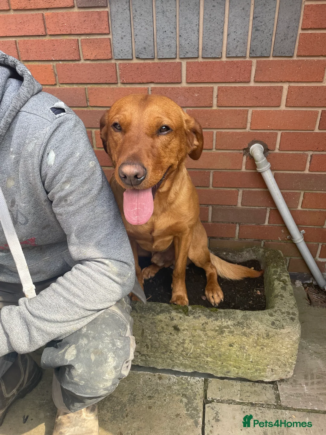 Labrador Retriever dogs for stud: Stunning Proven Fox Red Labrador For Stud in Stoke-on-Trent - Advert 5
