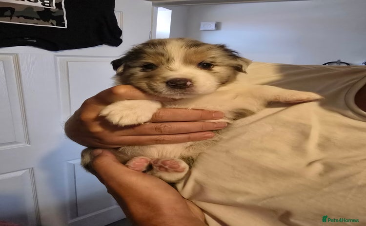 Australian Shepherd dogs - Advert 1
