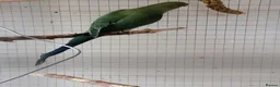 Ringnecks birds for sale: Ringnecks - Advert 1