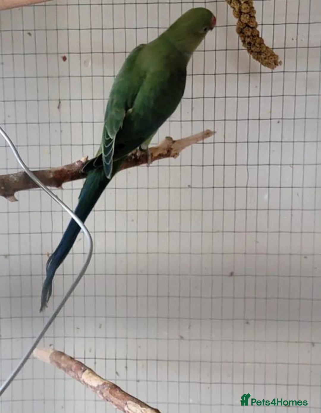 Ringnecks birds for sale: Ringnecks - Advert 1