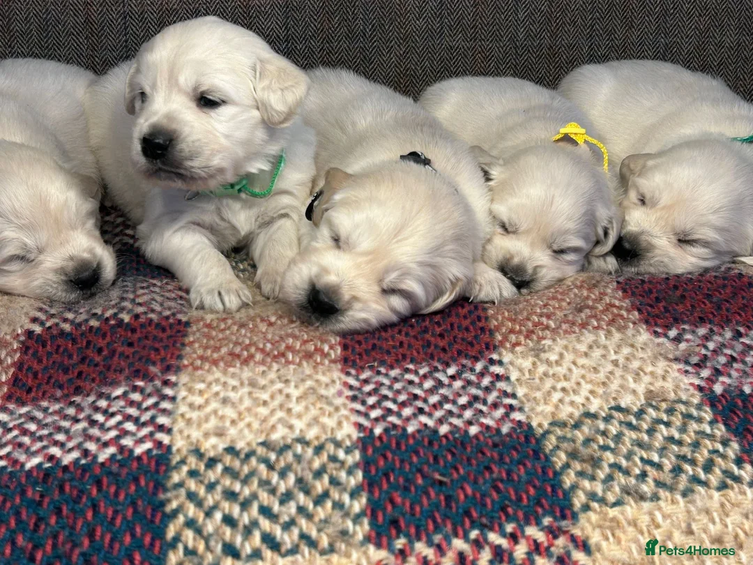 Golden Retriever dogs for sale: Fully health tested kc registered litter - Advert 1