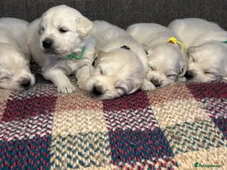 Golden Retriever dogs Fully health tested kc registered litter - Advert 13