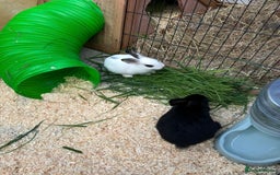 Mini Lop rabbits for sale: Loly & Popp mini lop boys looking for forever home - Image 1