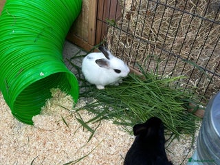 Mini Lop rabbits - Advert 16