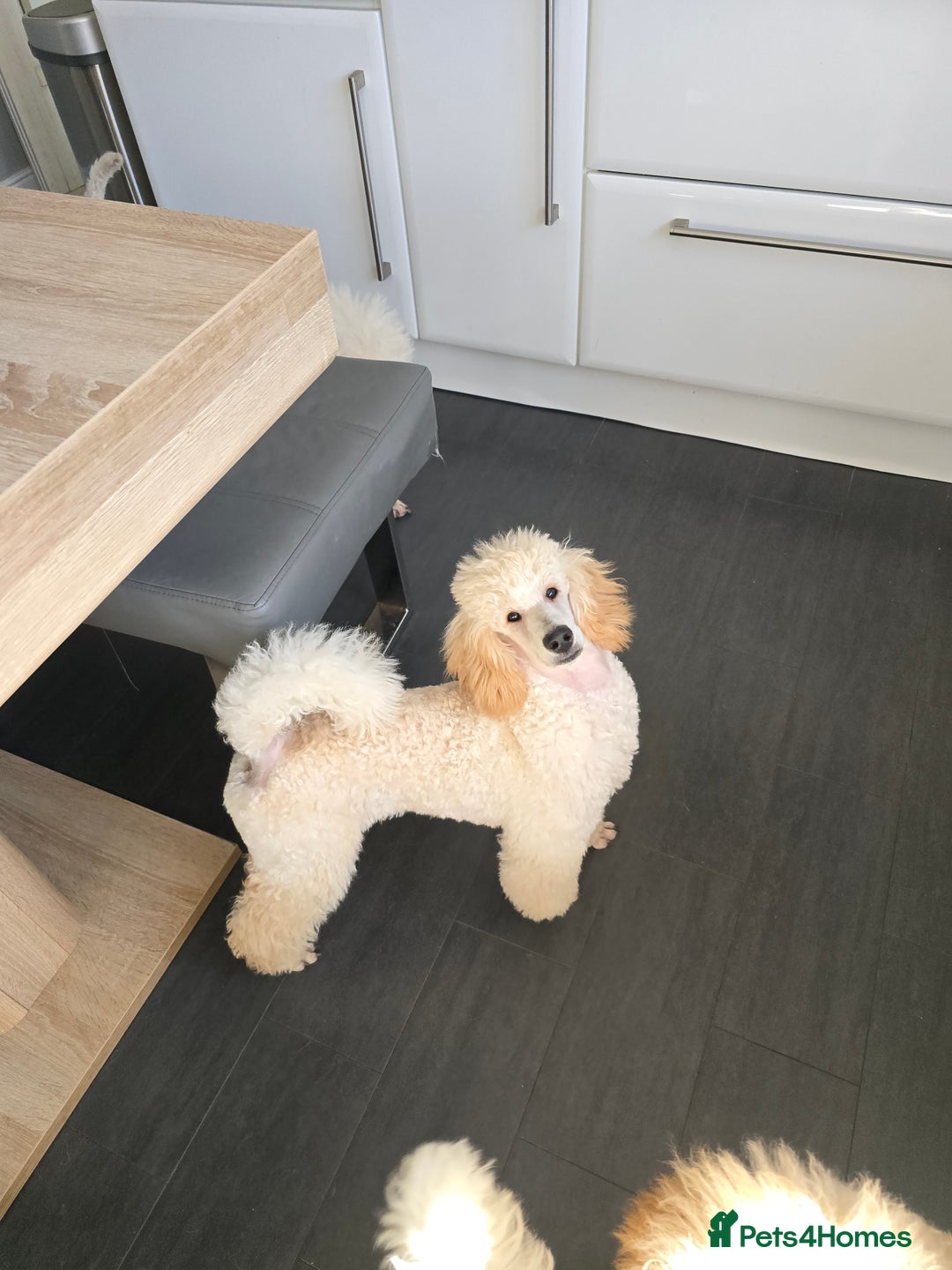 Miniature Poodle dogs for sale: Miniature poodle boy - Image 3