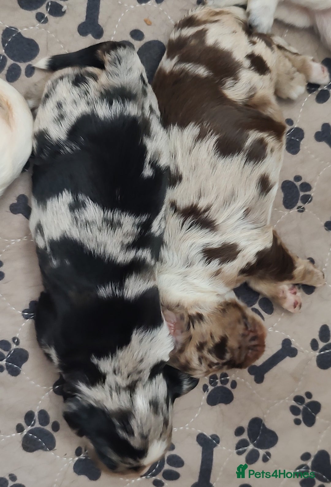 Sprocker dogs for sale: STRIKING SPROCKER SPANIEL PUPPIES  - Image 12