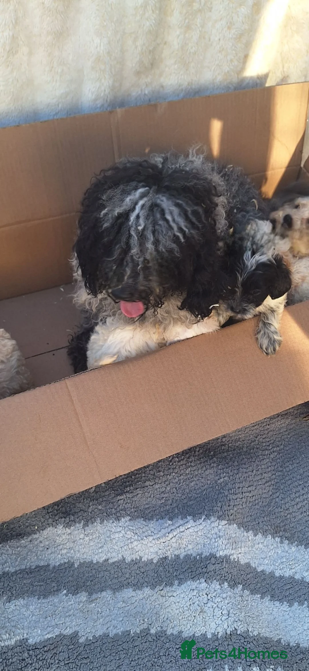 Cockapoo dogs for sale: 5 gorgeous cockapoo puppies - Advert 2