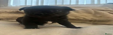 Chihuahua 2 - black