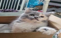 Maine Coon cats for sale: Maine coon cross persian  - Image 2
