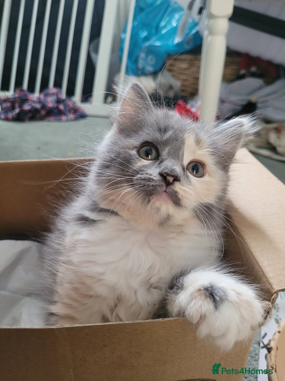 Maine Coon cats for sale: Maine coon cross persian  - Image 2