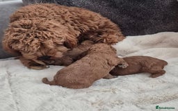 Cavapoo dogs for sale: F1bb extensively health tested caverpoo pups  - Advert 12