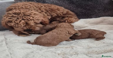 Cavapoo dogs - Advert 8