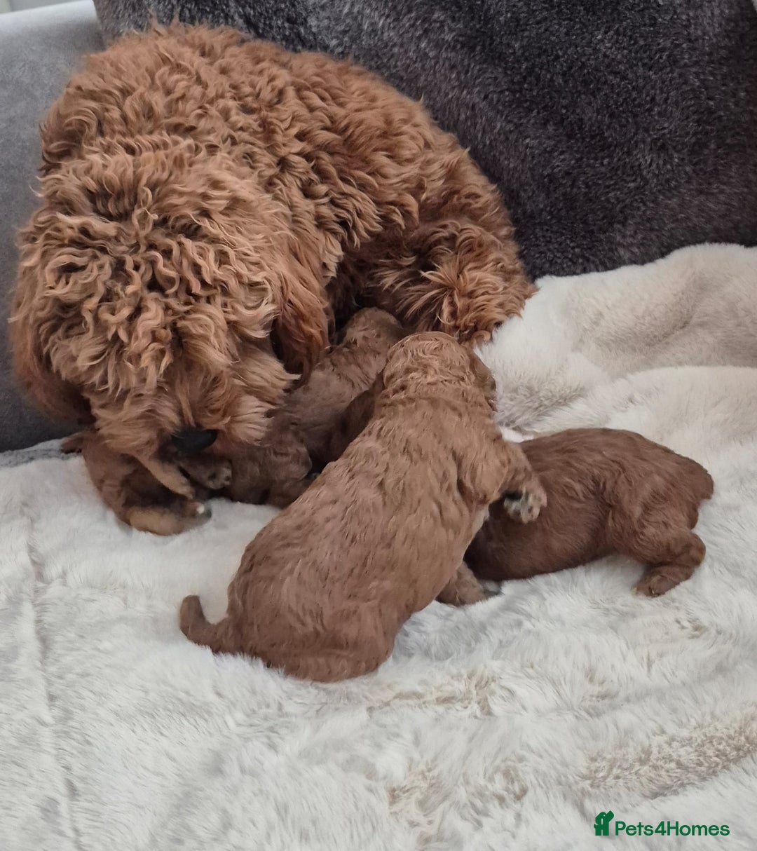 Cavapoo dogs for sale: F1bb extensively health tested caverpoo pups  - Advert 12