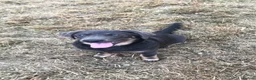 Mixed Breed dogs for sale: Beautiful lab Puppys kc registered  - Advert 2