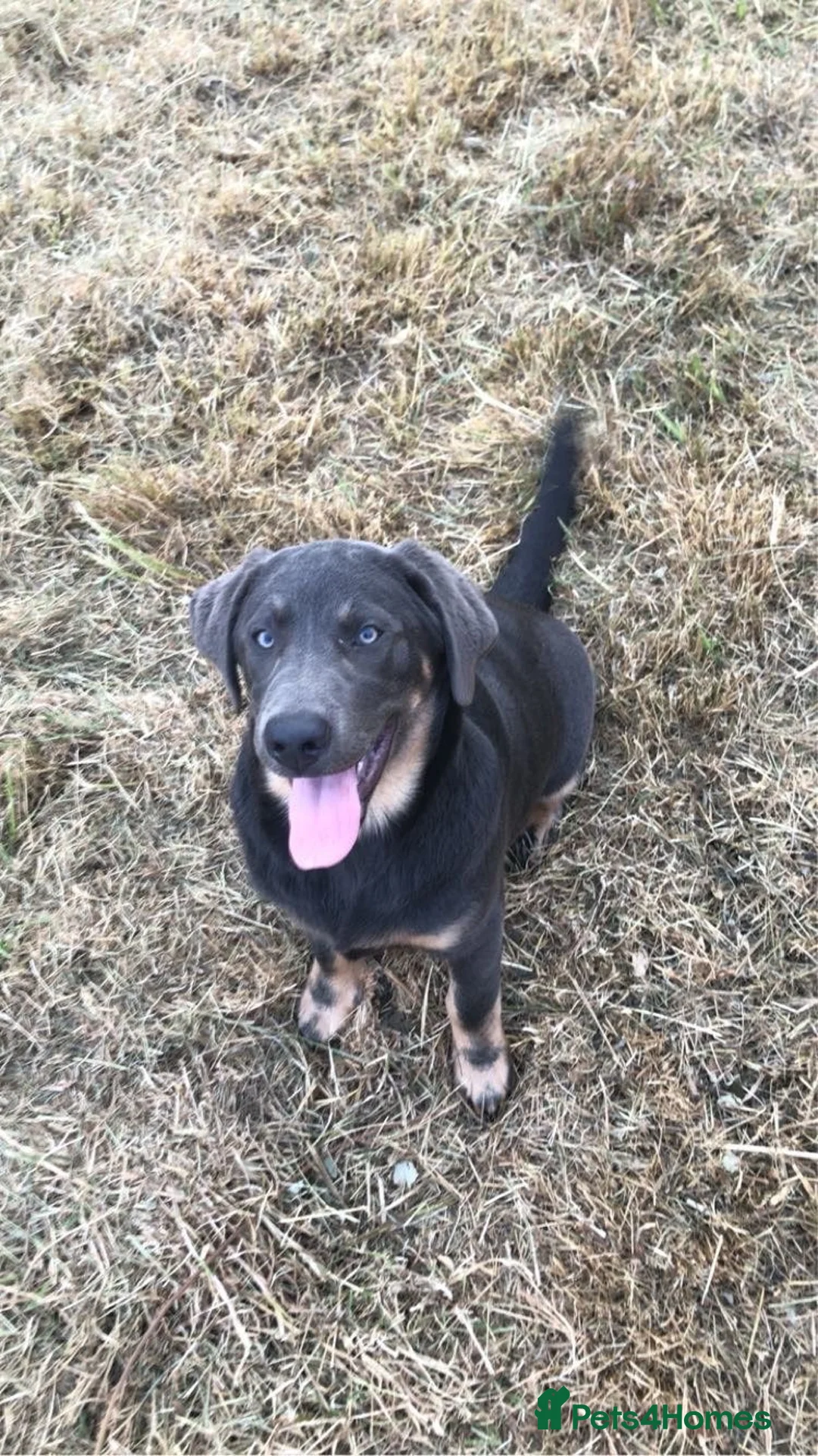 Mixed Breed dogs for sale: Beautiful lab Puppys kc registered  - Advert 2