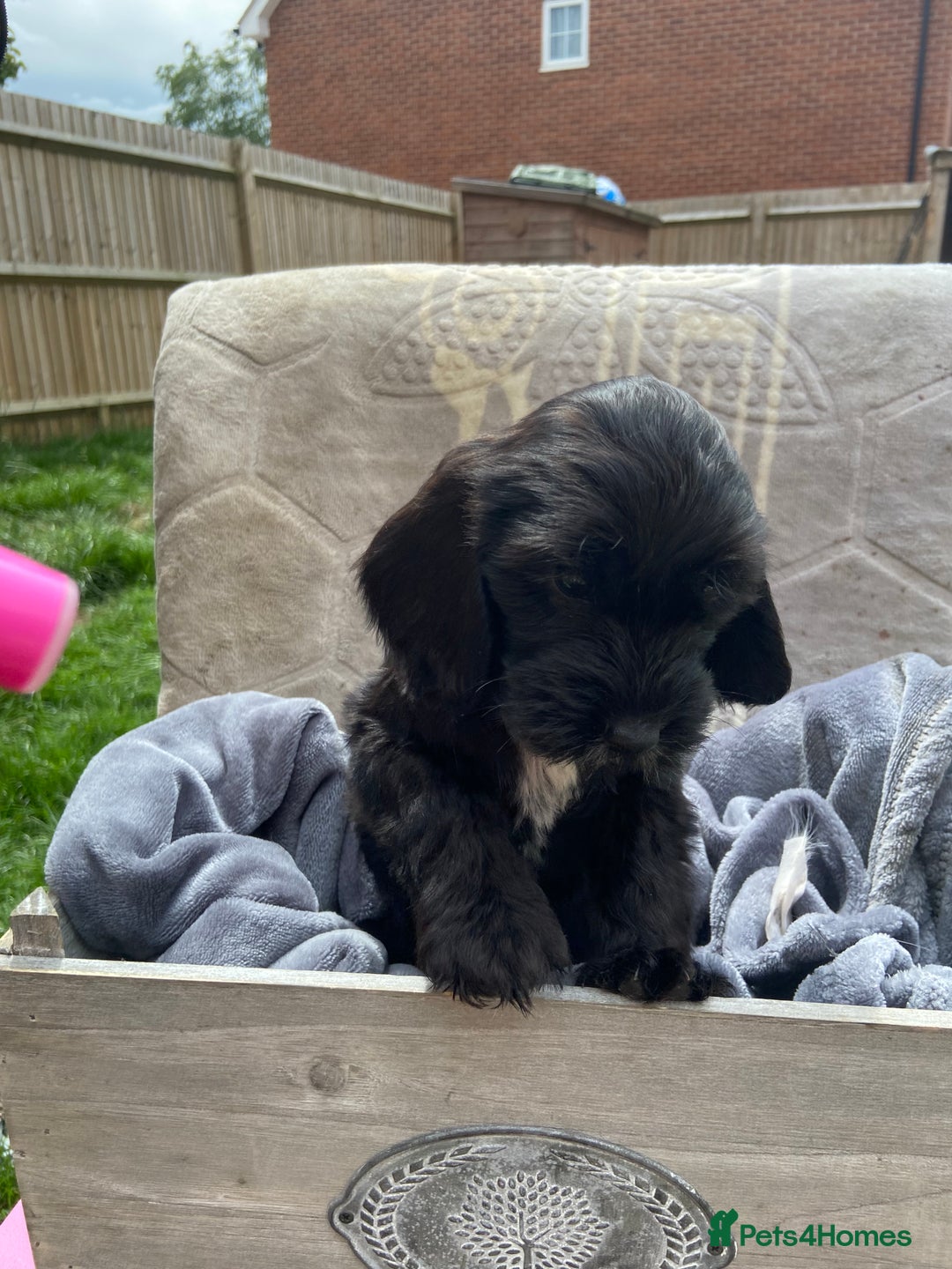 Cockapoo dogs for sale: Cockapoo puppies  - Image 5