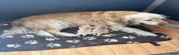 Golden Retriever dogs for sale: Golden retriever puppies - Advert 4