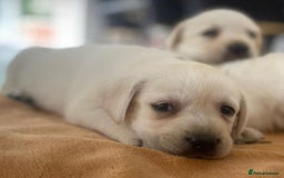 Labrador Retriever dogs for sale: Adorable Labradoodle Puppies for Sale. - Image 4