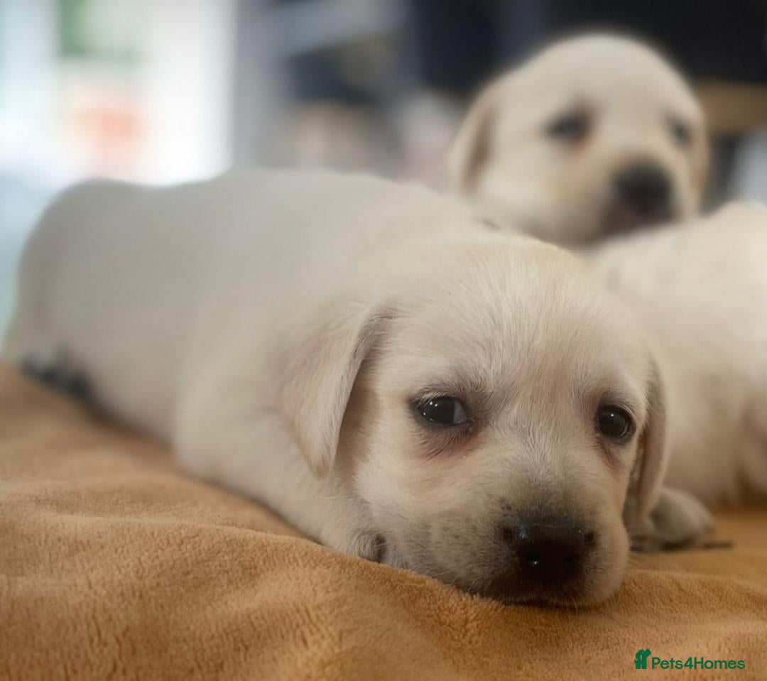 Labrador Retriever dogs for sale: Adorable Labradoodle Puppies for Sale. - Image 4