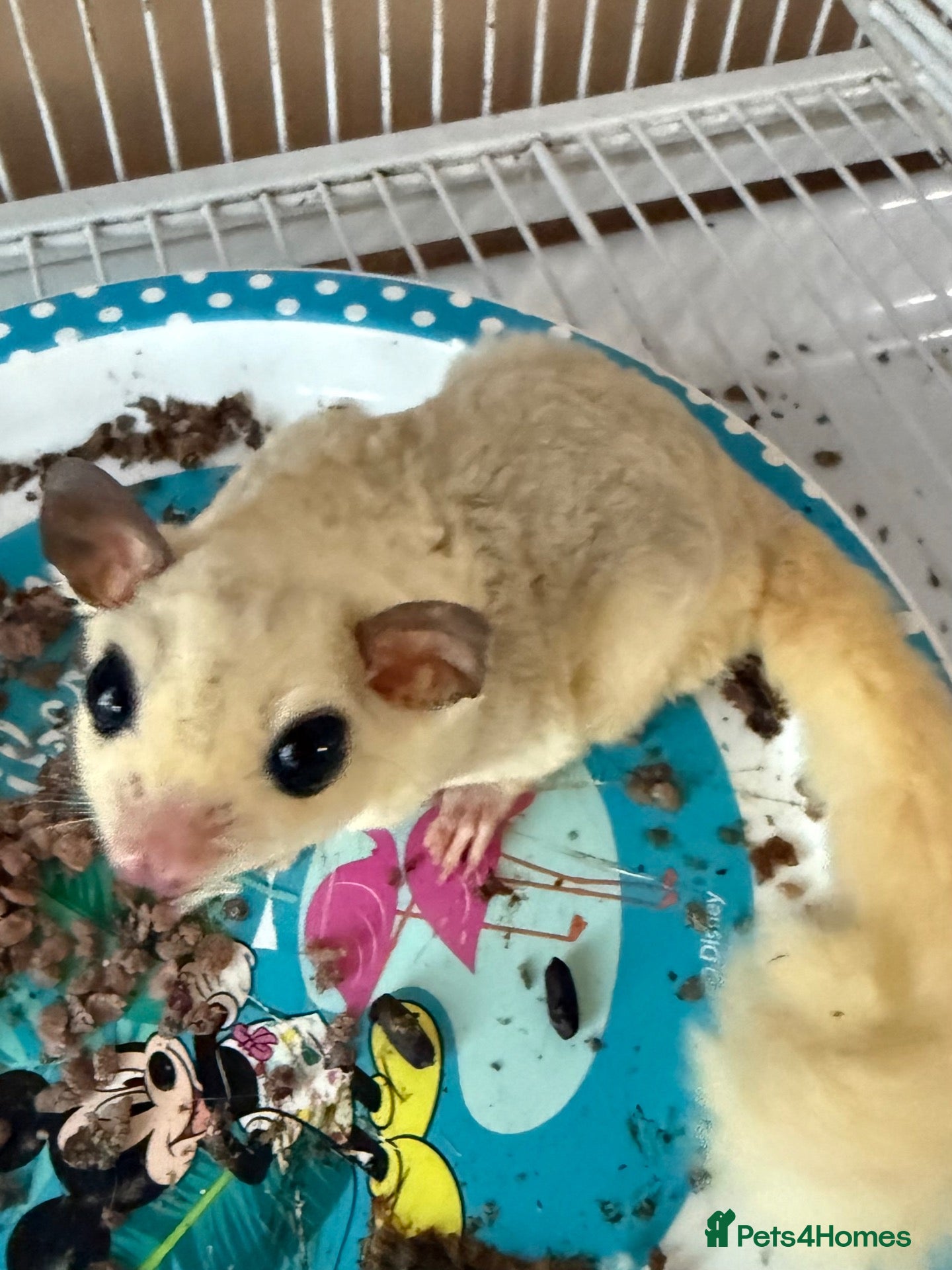 Sugar Glider rodents Male sugar glider - Advert 1