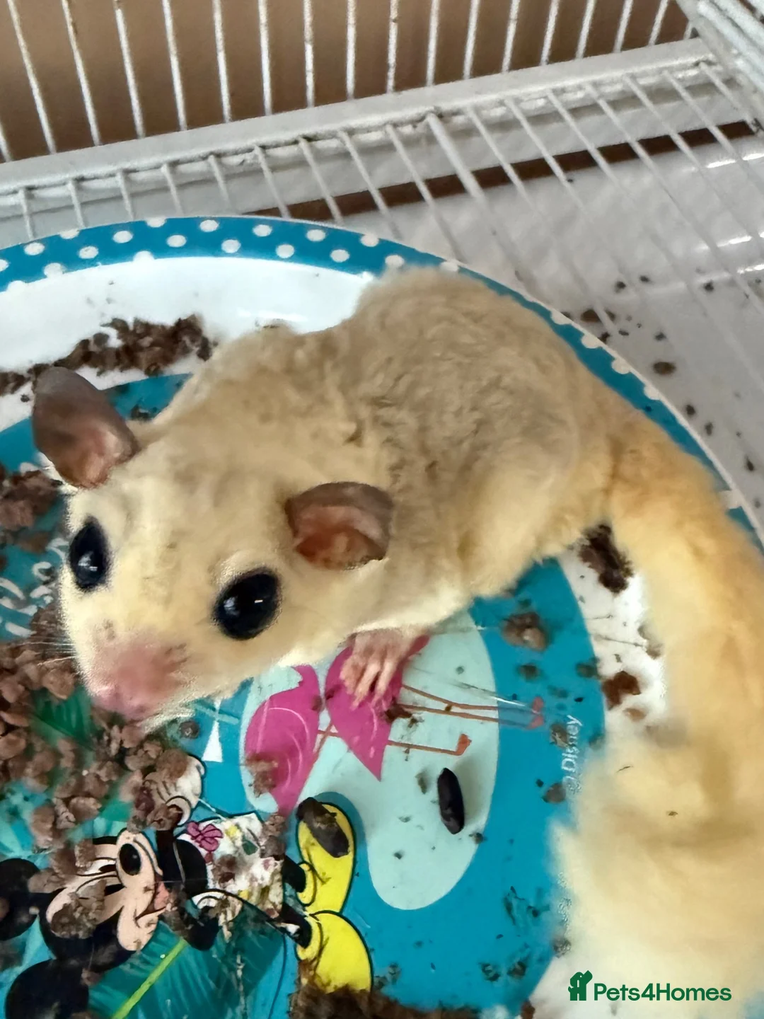Sugar Glider rodents for sale: Male sugar glider - Advert 1