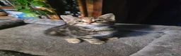 Norwegian Forest Cat cats for sale: Norwegian forest cat X marbled bengal - Advert 6