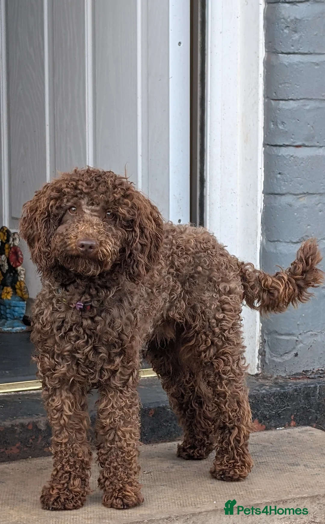 Cockapoo dogs for stud: F2 chocolate cockapoo stud - Advert 8