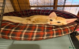 Mixed Breed cats for sale: Beautiful Kittens for sale  - Image 10