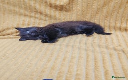 Mixed Breed cats for sale: Half Maine Coon kittens VIDEOS - Image 12