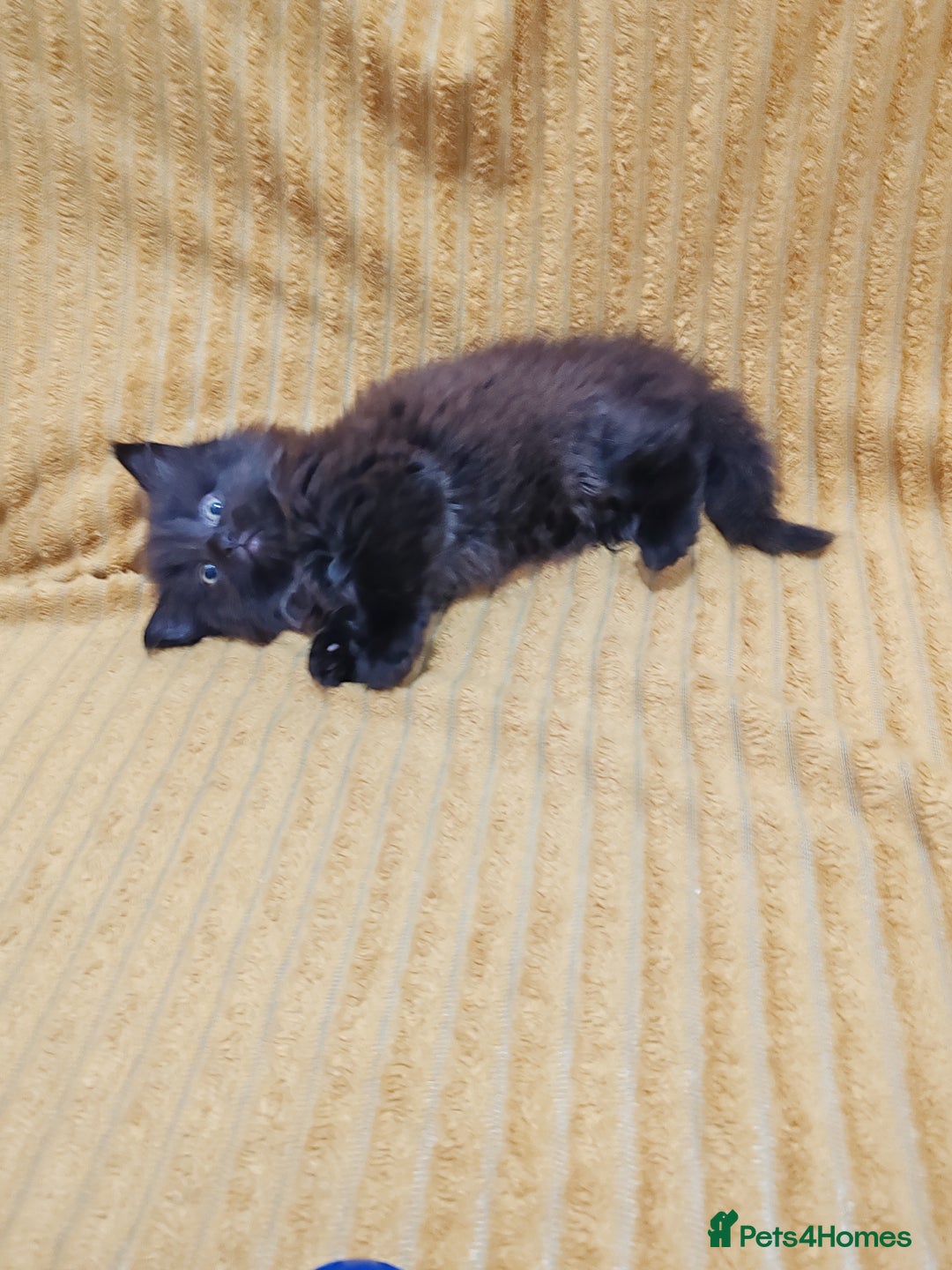 Mixed Breed cats for sale: Half Maine Coon kittens VIDEOS - Image 12