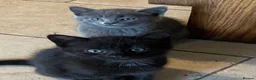 Mixed Breed cats for sale: Grey and Black Kittens - Advert 5
