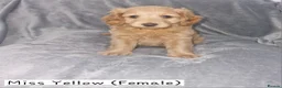Cockapoo dogs for sale: Beautiful F1b Cockapoo Puppies For Sale 🐾 - Advert 4