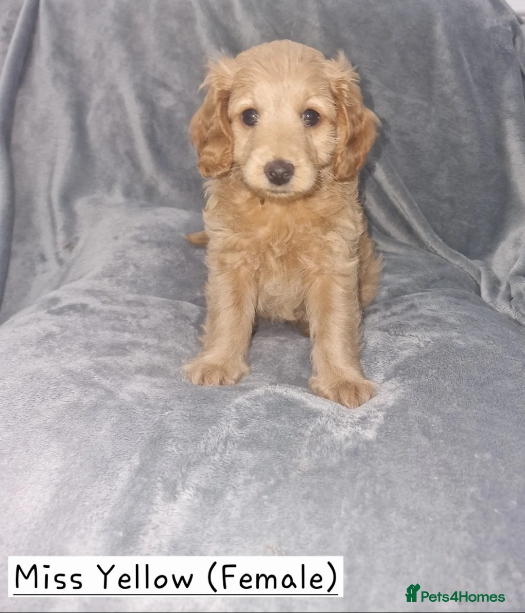 Cockapoo dogs for sale: Beautiful F1b Cockapoo Puppies For Sale 🐾 - Advert 4