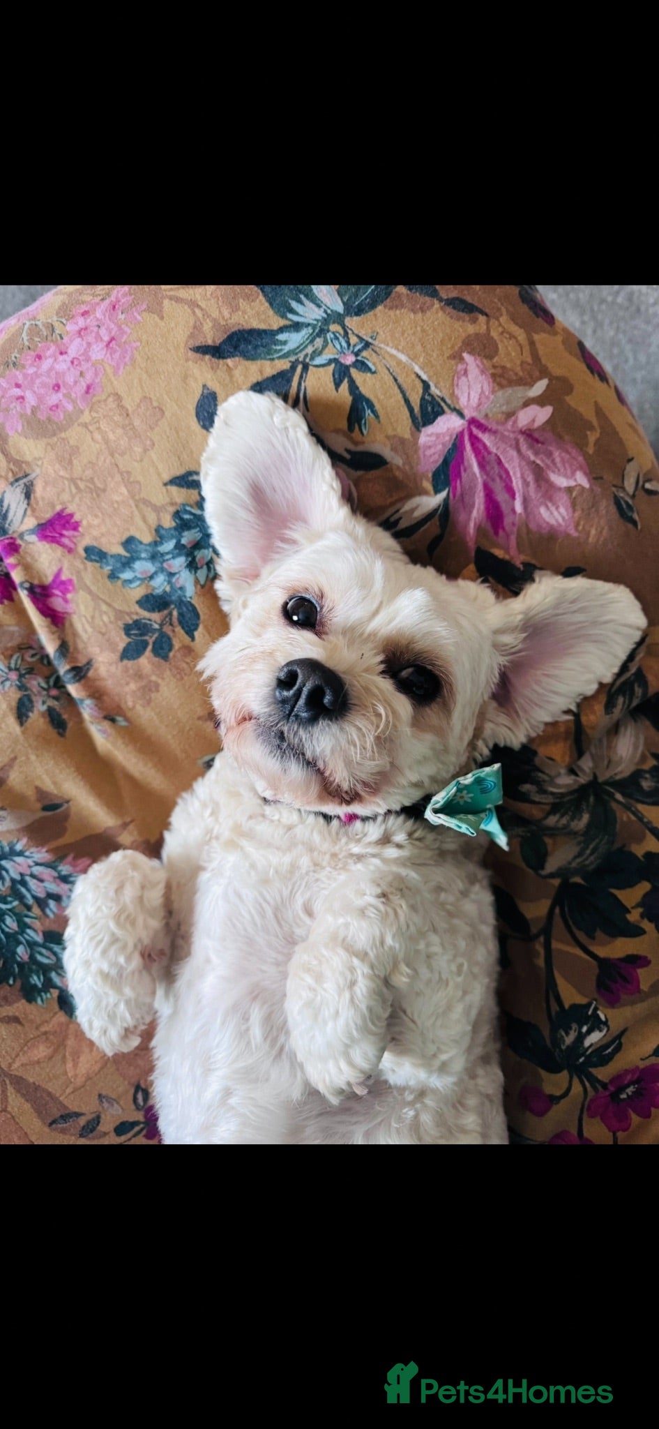 Cavapoo dogs 🐾 Phoebe Looking for Her Forever Home 🐾 - Advert 3