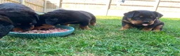Rottweiler dogs for sale: KC Registered Rottweiler Puppies 4 Beautiful Males in Gainsborough - Advert 7