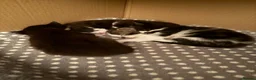 British Shorthair cats for sale: Beautiful British Shorthair Kittens in Westcliff-on-Sea - Advert 21