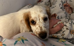 Cocker Spaniel dogs for sale: Female red roan dna clear pup  - Image 1