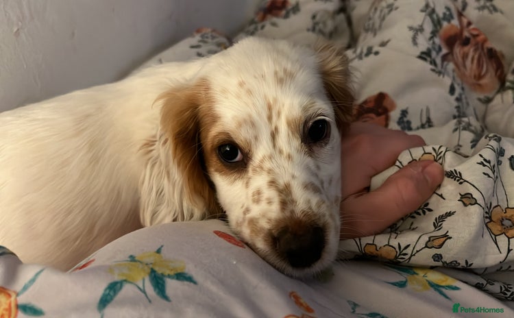 Cocker Spaniel dogs - Advert 5