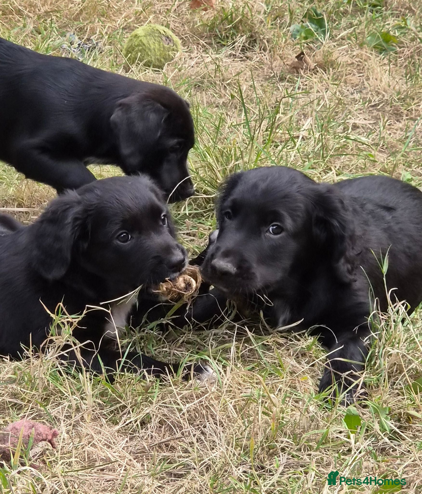 Cocker Spaniel dogs Cocker Spaniel x Collie Puppies - Advert 2