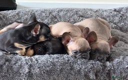 French Bulldog dogs for sale: 🐾 French Bulldog Puppies - Ready to go! 🐾 - Image 7