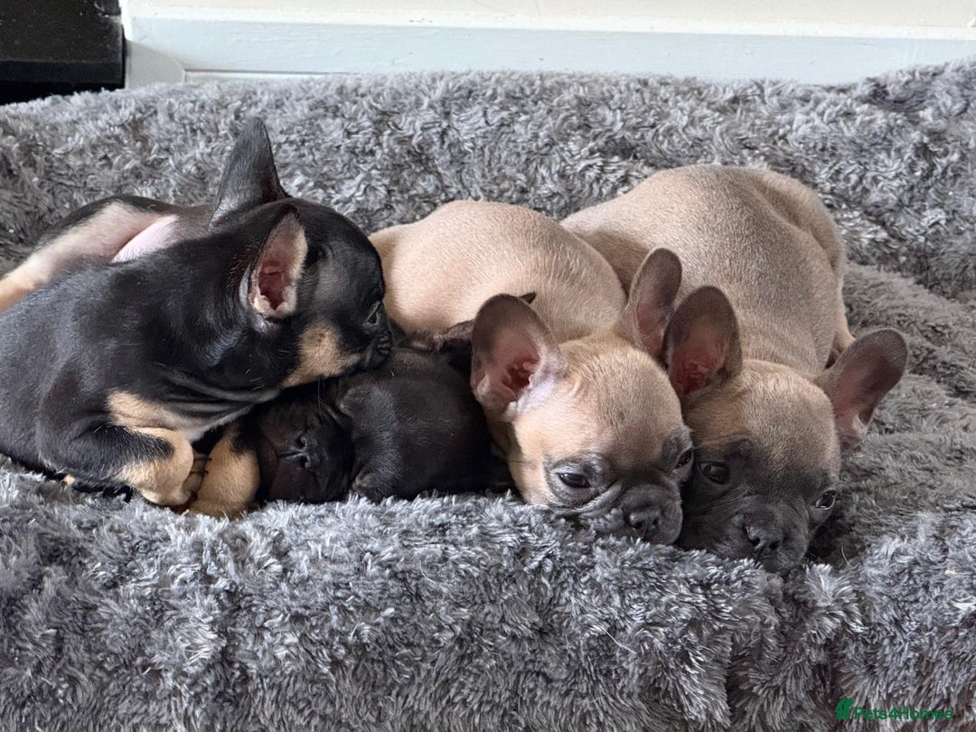 French Bulldog dogs for sale: 🐾 French Bulldog Puppies - Ready to go! 🐾 - Image 7
