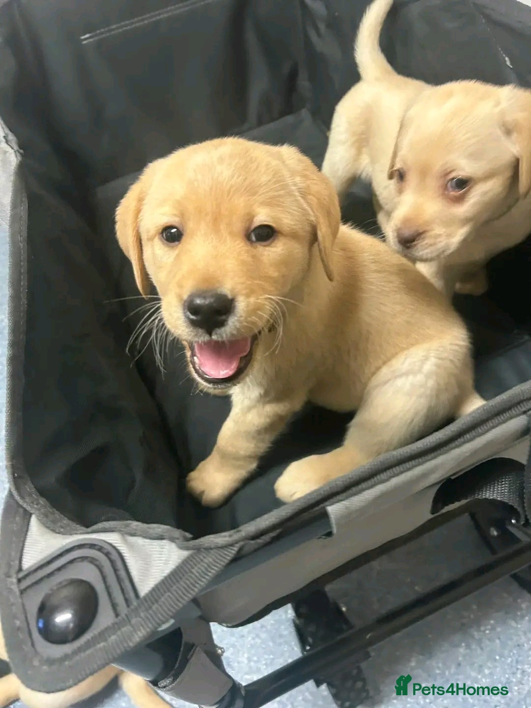 Labrador Retriever dogs for sale: Pure breed Labrador Retrievers puppies  - Image 9