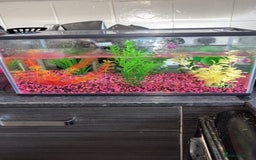 Goldfish fish for sale: Goldfish  - Image 1